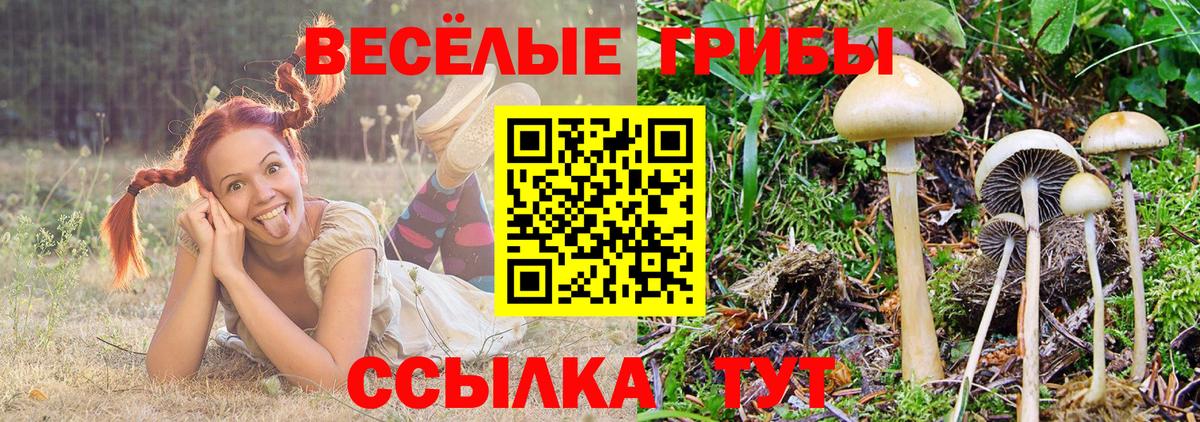 Псилоцибиновые грибы мицелий Балашиха